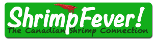 shrimpfever.com